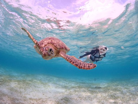 ウミガメシュノーケリング 透明度抜群の宮古島の海を探検！ビーチエントリーで安心 2~65歳まで参加OKな貸切プランあり＜約2時間／宮古島＞