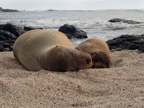 Galapagos_LaLoberia_shutterstock_639132409