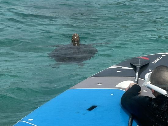 ウミガメシュノーケリングツアー　奄美大島でウミガメを探す冒険の旅 ＜2時間／笠利町＞  by KAZBO Surf and SUP