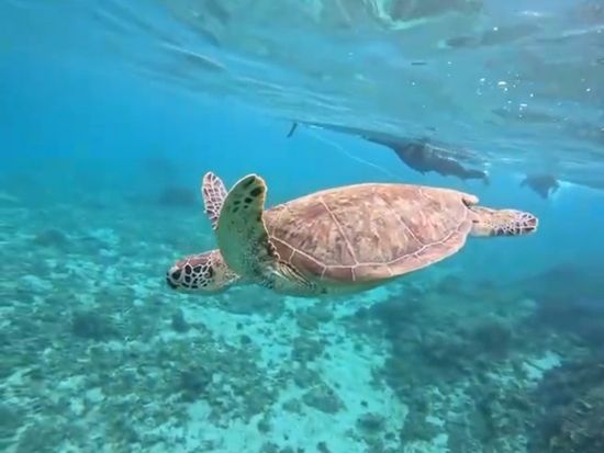 ウミガメシュノーケリングツアー　奄美大島でウミガメを探す冒険の旅 ＜2時間／笠利町＞  by KAZBO Surf and SUP