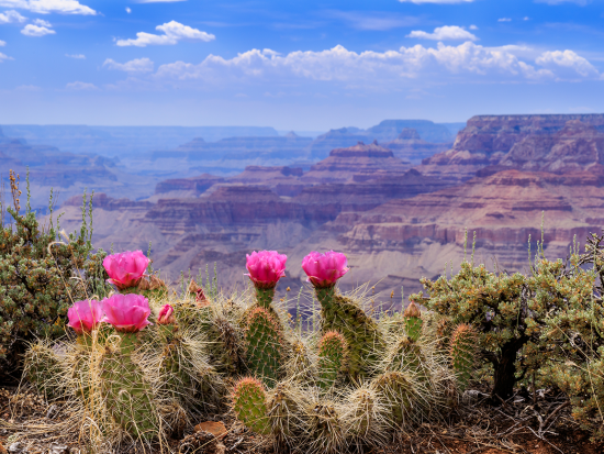 【1名様から催行可】グランドキャニオンウェストリム日帰りツアー　スカイウォーク入場付き＜日本語アシスタント／ラスベガス発＞