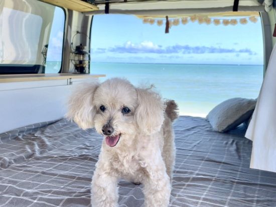 沖縄キャンピングカーレンタル 沖縄の自然を満喫！移動が感動に変わる旅へ ＜自由な車中泊／6人乗り／1泊2日～／ペット可プランあり＞