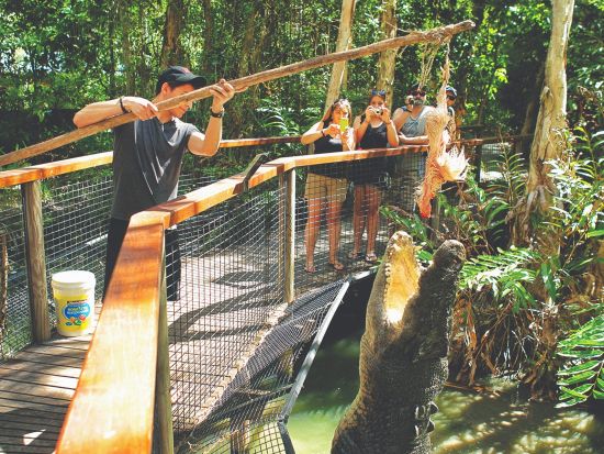 ハートリーズ・クロコダイル・アドベンチャーズ　オーストラリアの動物たちと触れ合える体験ツアー　現地飼育員がご案内！＜午前or午後／英語飼育員ガイド／ケアンズ発＞