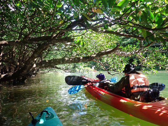 マイラ川マングローブカヌー＋由布島観光ツアー　3歳から参加OK！＜大原港または東部地区無料送迎／西表島