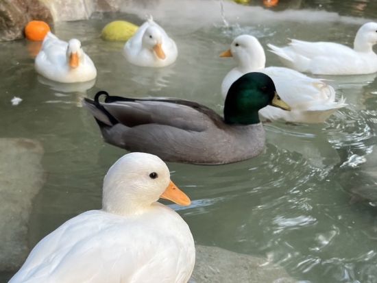 宜蘭　日帰り観光ツアー　蘭陽博物館＆蘭陽動植物王国＆羅東夜市 ＜日本語または英語ガイド／台北発着＞