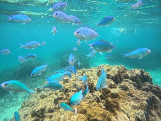 ボートシュノーケリングツアー 少人数制で女性・ファミリーにもおすすめ◎GoPro写真サービス付き 貸切プランあり！＜約2時間／石垣港発＞