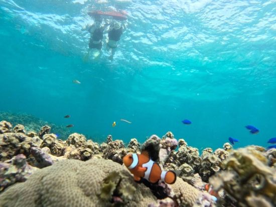 ボートシュノーケリングツアー 少人数制で女性・ファミリーにもおすすめ◎GoPro写真サービス付き 貸切プランあり！＜約2時間／石垣港発＞