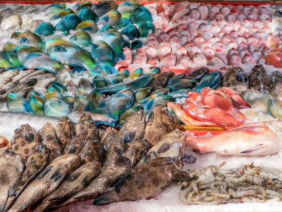 ハルガダ市内観光ツアー　紅海のリゾート地で魅力溢れるスポットを満喫＜英語／ハルガダ発＞