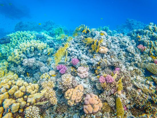 シンドバッド潜水艦ツアー　紅海の水深15～25mの世界へ＜英語／ハルガダ発＞