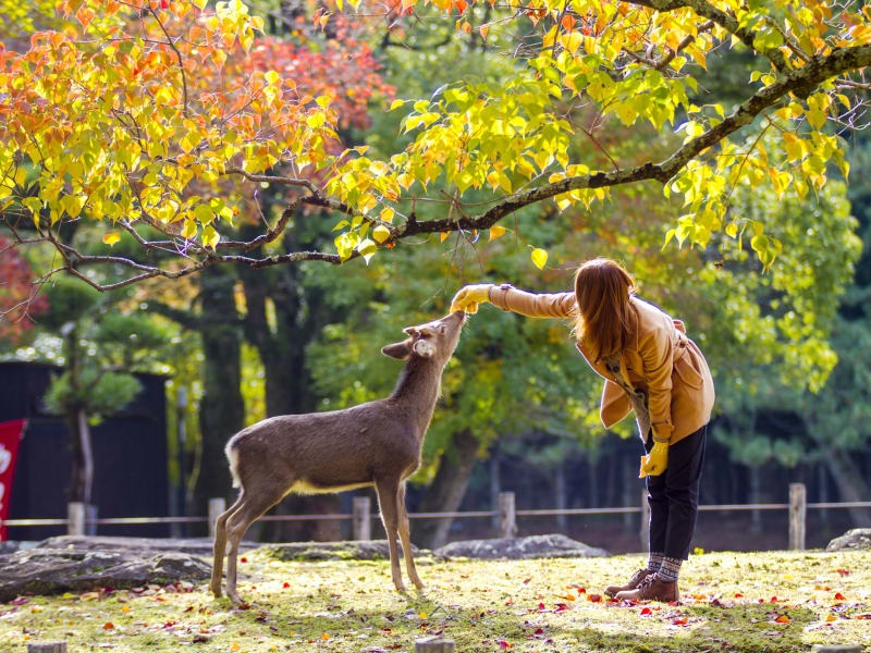 Japan_Nara_Nara Park_deer_autumn_fall_shutterstock_689731207