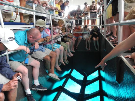 グラスボトムボートツアー　透明な船底から紅海の海中世界を堪能＜英語／シャルム・エル・シェイク発＞