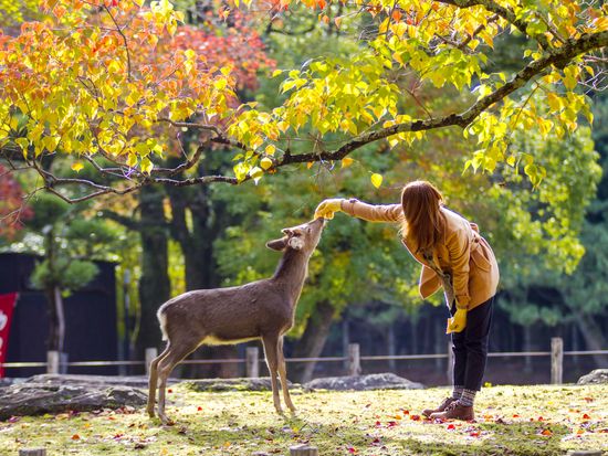 Nara Park_deer_autumn_fall_shutterstock_689731207