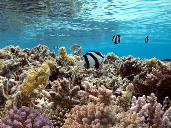 ギフトン島オレンジベイ1日ツアー　「紅海のカリブ海」でリラックス＆シュノーケリング体験＜昼食付き／英語／ハルガダ発＞