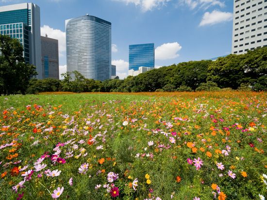 MH400&MH405　　コスモス