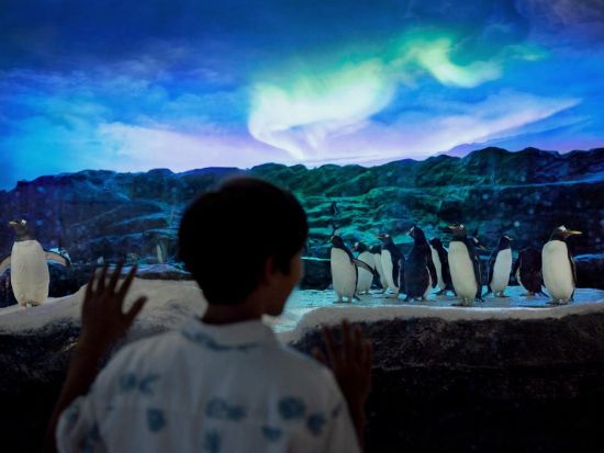 【バードパラダイス】アジア最大級の鳥たちの楽園 ＜入場券＆往路片道送迎付き／日本語ガイド＞