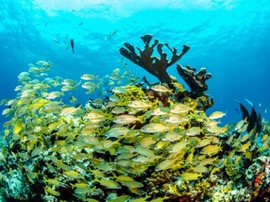 ファンダイビング MUSA水中美術館（海底美術館）＆リーフ＜貸切／日本人インストラクター／2ダイブ＞by クイーンエンジェル