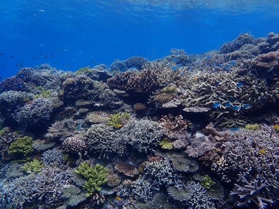 マリンクラブジーマ9