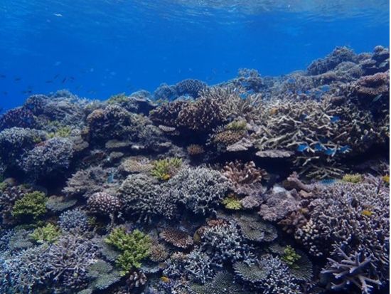 ファンダイビング ライセンス保有者対象 青の洞窟など3つのポイントから開催ポイントを選んで沖縄の海を楽しむ＜初心者ダイバー歓迎／1ダイブ／2時間／恩納村発＞