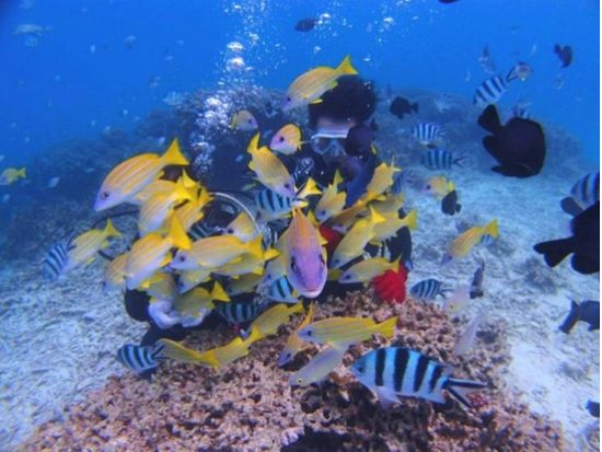 ファンダイビング ライセンス保有者対象 青の洞窟など3つのポイントから開催ポイントを選んで沖縄の海を楽しむ＜初心者ダイバー歓迎／1ダイブ／2時間／恩納村発＞