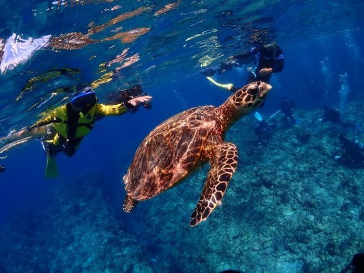 慶良間ブルー専用 慶良間/座間味島】大興奮のトーイングチューブ体験！慶良間