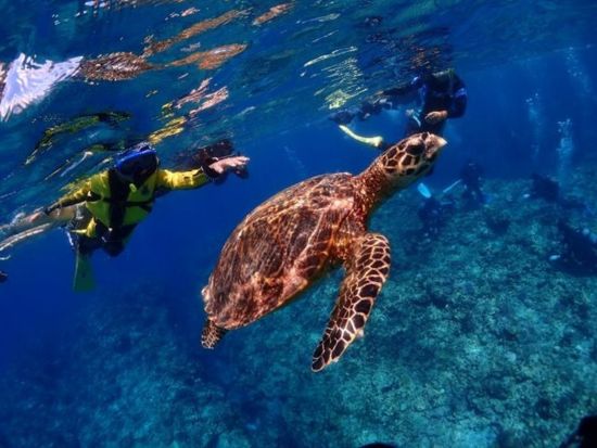 慶良間1日シュノーケリング　ウミガメ、サンゴ礁、熱帯魚の楽園慶良間諸島で2~3ポイント回遊！ケラマブルーをとことん満喫＜約7時間／那覇市内送迎無料／那覇市発＞