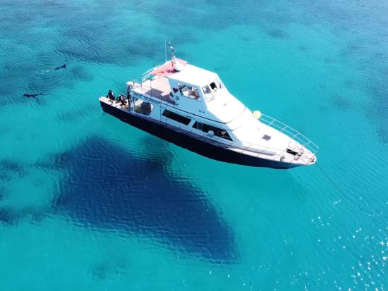 慶良間1日シュノーケリング　ウミガメ、サンゴ礁、熱帯魚の楽園慶良間諸島で2~3ポイント回遊！ケラマブルーをとことん満喫＜約7時間／那覇市内送迎無料／那覇市発＞