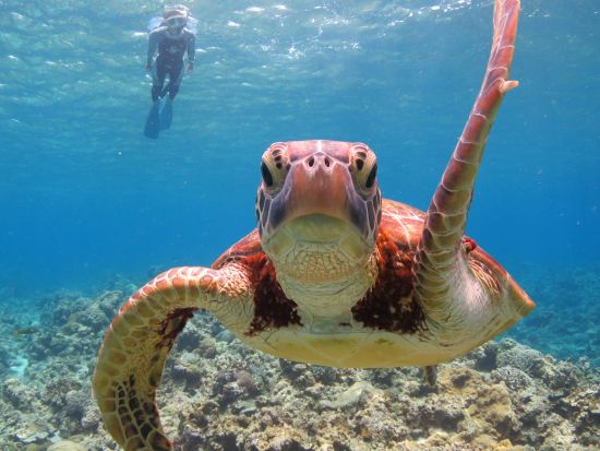 慶良間1日シュノーケリング　ウミガメ、サンゴ礁、熱帯魚の楽園慶良間諸島で2~3ポイント回遊！ケラマブルーをとことん満喫＜約7時間／那覇市内送迎無料／那覇市発＞