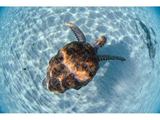 【貸切】サンセット クリアSUP/カヤック＜60〜90分／ドローン撮影付／宮古島＞