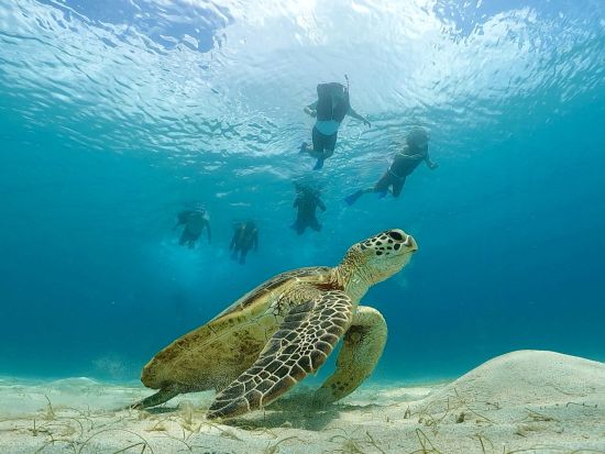 シュノーケリングツアー 1日プラン　ウミガメとの出合いにも期待！透明度の高い海で色とりどりの魚たちと触れ合うコース ＜瀬戸内町＞ by ゼログラヴィティ