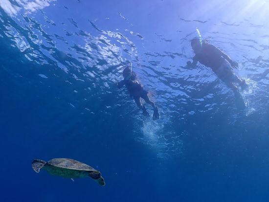 シュノーケリングツアー 1日プラン　ウミガメとの出合いにも期待！透明度の高い海で色とりどりの魚たちと触れ合うコース ＜瀬戸内町＞ by ゼログラヴィティ