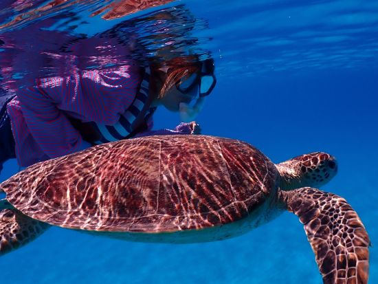 シュノーケリングツアー 1日プラン　ウミガメとの出合いにも期待！透明度の高い海で色とりどりの魚たちと触れ合うコース ＜瀬戸内町＞ by ゼログラヴィティ