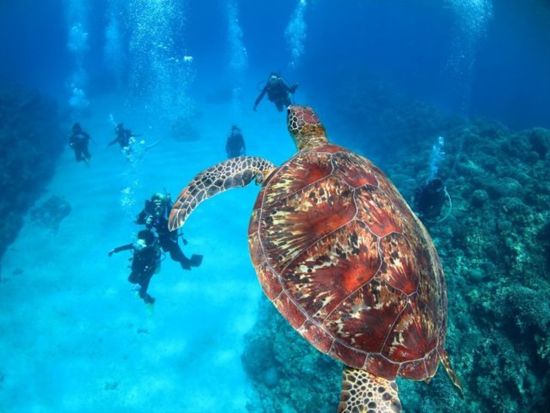 慶良間1日体験ダイビング+シュノーケリング 2～3ポイント回遊してケラマの海を満喫♪GoProレンタル付プランあり！＜約7～8時間／那覇市内送迎無料／那覇市発＞