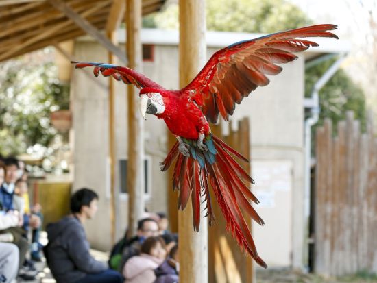 群馬サファリパーク 入園チケット ウォーキングサファリで冒険気分を満喫！＜BBQセット付きの入園券あり／日付指定＞