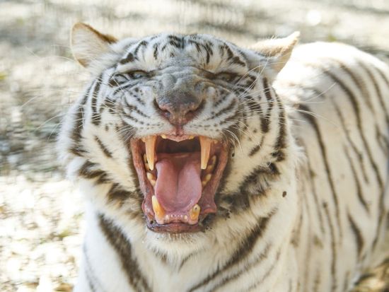 群馬サファリパーク 入園チケット ウォーキングサファリで冒険気分を満喫！＜BBQセット付きの入園券あり／日付指定＞