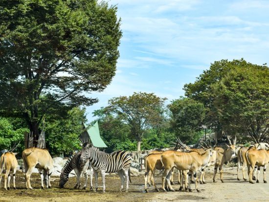 群馬サファリパーク 入園チケット ウォーキングサファリで冒険気分を満喫！＜BBQセット付きの入園券あり／日付指定＞