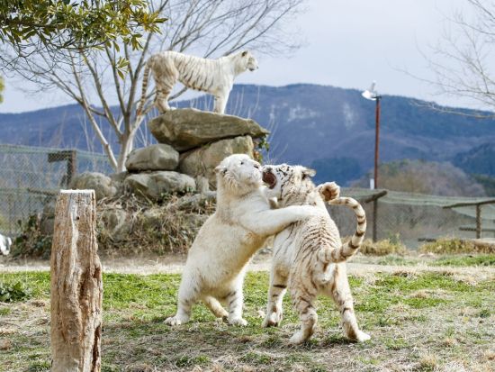 群馬サファリパーク 入園チケット ウォーキングサファリで冒険気分を満喫！＜BBQセット付きの入園券あり／日付指定＞