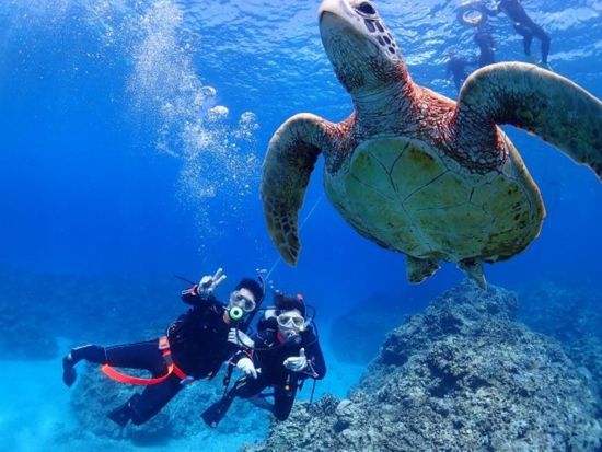 慶良間1日ファンダイビング 屈指の透明度を誇るケラマブルーを冒険！＜約7時間／ライセンス保持者対象／那覇市内送迎無料／那覇市発＞