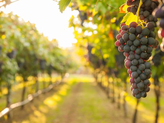 【プライベートツアー】タウラージ ワイナリー訪問ツアー 最高級DOCGワインを試飲＜車＋ガイド貸切／日本語／ナポリ発＞ by Zenzero