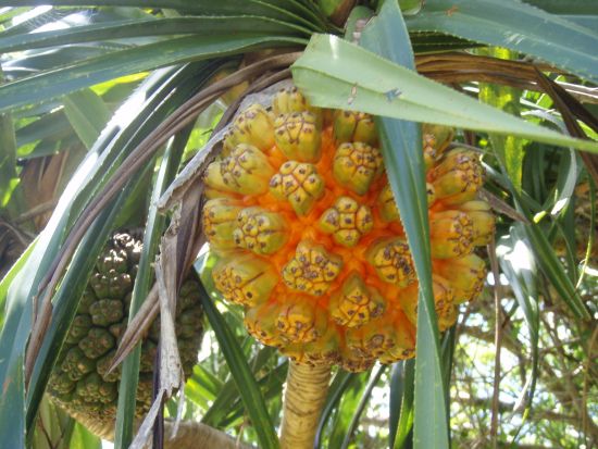 更衣室（エアコン完備）・アロマ香る癒し空間◎少人数制で安心の慶佐次川マングローブカヤック2時間｜写真無料＆ちんすこうお土産付き・漁師ガイド＜東村・やんばる＞