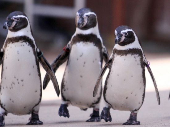 伊豆 下田海中水族館入場券 イルカと遊べる海の水族館へ 子供から大人まで一緒に楽しめる＜日付指定不要／静岡＞