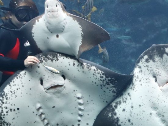 伊豆 下田海中水族館入場券 イルカと遊べる海の水族館へ 子供から大人まで一緒に楽しめる＜日付指定不要／静岡＞