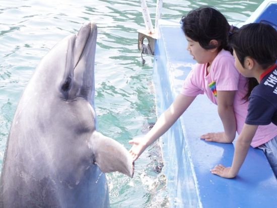 伊豆 下田海中水族館入場券 イルカと遊べる海の水族館へ 子供から大人まで一緒に楽しめる＜日付指定不要／静岡＞