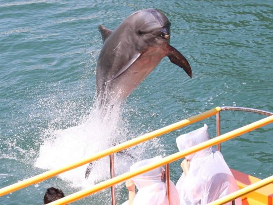 伊豆 下田海中水族館入場券 イルカと遊べる海の水族館へ 子供から大人まで一緒に楽しめる＜日付指定不要／静岡＞