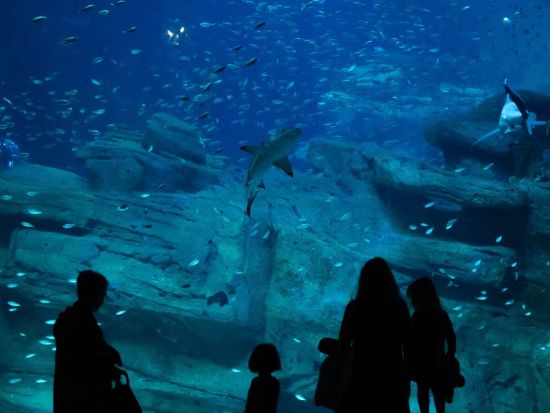 パリ水族館 チケット予約・前売り券