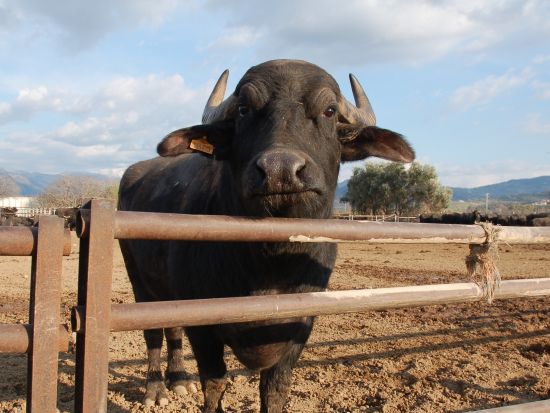 【プライベートツアー】モッツァレラチーズ工場見学ツアー パエストゥムの遺跡見学付き＜車＋ガイド貸切／日本語／ナポリ発＞ by Zenzero