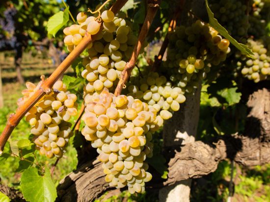 シチリア州　ワイナリー訪問日帰りツアー ＜貸切／現地語ドライバー／試飲付き／パレルモ発＞