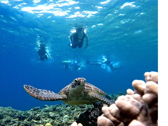 青の洞窟探検＋高確率で会える！ウミガメシュノーケリングツアー 当日予約OK！写真撮影サービス＜2時間／石垣島＞