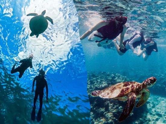 青の洞窟探検＋高確率で会える！ウミガメシュノーケリングツアー 当日予約OK！写真撮影サービス＜2時間／石垣島＞