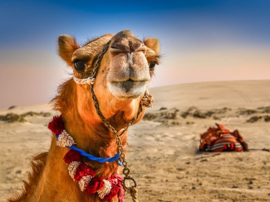 モーニング・デザートサファリ　砂丘ドライブ＋ラクダ乗り体験＋サンドボード＜午前中／送迎付き／アブダビ発 ＞by MAGIC ARABIA