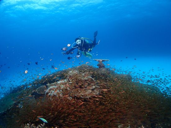 PADIオープンウォーターダイバー取得コース 選べる2コース！予定に合わせて気軽にライセンスを取得しよう！＜送迎付／沖縄本島＞